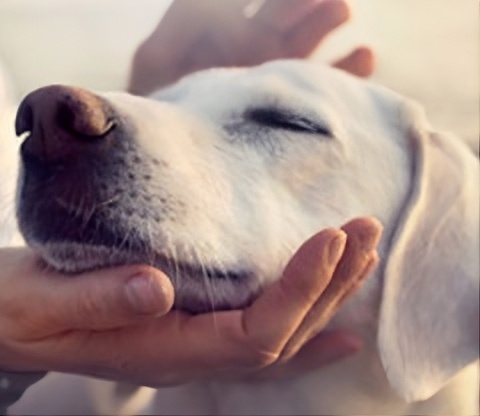 chien-animal-services-home